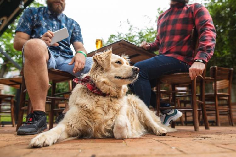 dog on bar patio