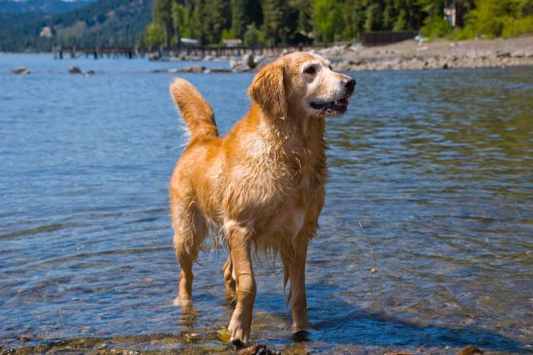 golden retriever in water at Lake Tahoe