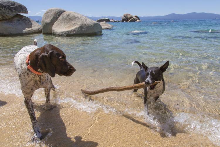 dogs in water at Lake Tahoe