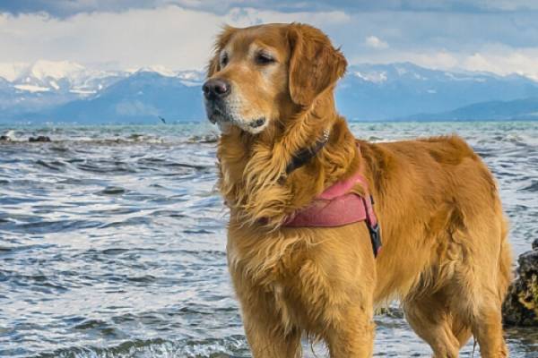 South Lake Tahoe Dog-Friendly Beaches And Parks | RnR Vacation Rentals