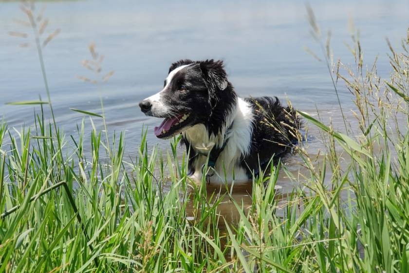 dog in lake