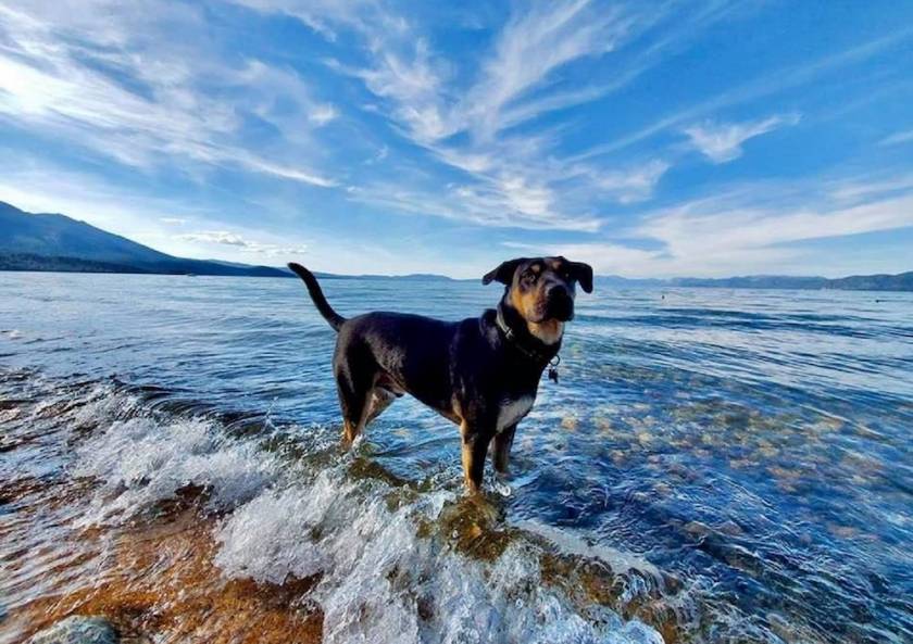 dog in water at lake tahoe